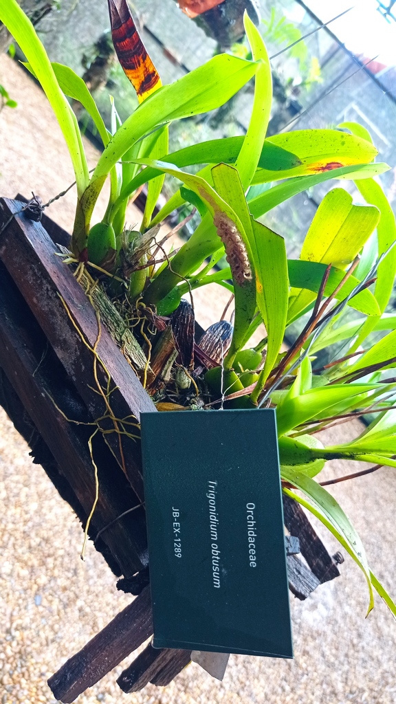 Maxillaria obtusa
