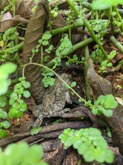 Rhinella granulosa