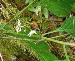 Solanum macrotonum