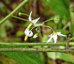Solanum macrotonum