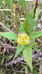 Euphorbia schiedeana