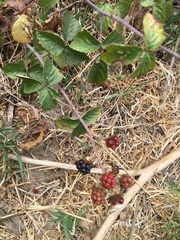 Rubus ulmifolius