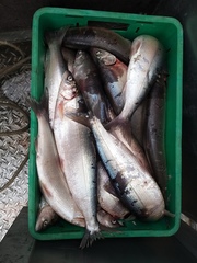 Coregonus autumnalis