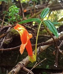 Columnea rubricaulis