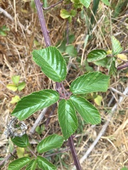 Rubus ulmifolius