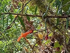 Columnea rubricaulis