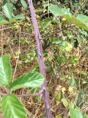 Rubus ulmifolius