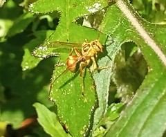 Mischocyttarus angulatus