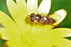 Episyrphus balteatus