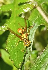 Mischocyttarus angulatus
