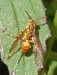 Mischocyttarus angulatus