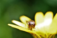 Episyrphus balteatus