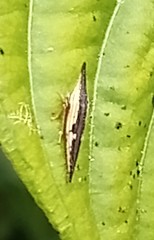 Polyglypta costata