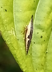 Polyglypta costata