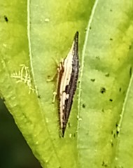 Polyglypta costata