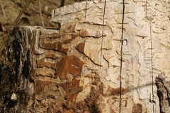 Anthaxia quadripunctata