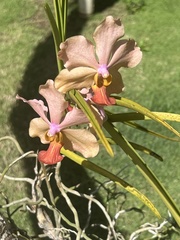 Vandeae