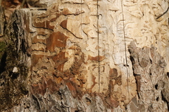 Anthaxia quadripunctata