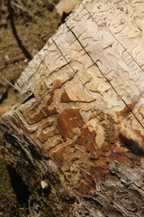 Anthaxia quadripunctata