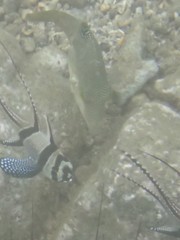 Canthigaster compressa