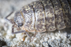 Porcellium collicola