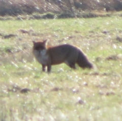 Vulpes vulpes vulpes