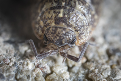 Porcellium collicola