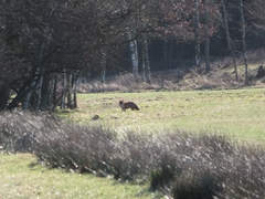 Vulpes vulpes vulpes