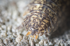 Porcellium collicola