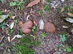 Scleroderma arenicola