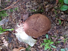 Scleroderma arenicola