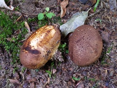 Scleroderma arenicola