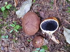 Scleroderma arenicola