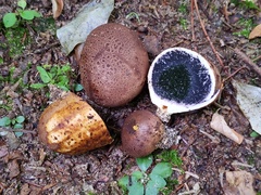 Scleroderma arenicola