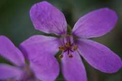 Erodium