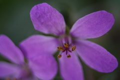 Erodium