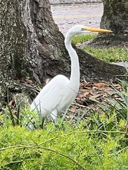Ardea alba