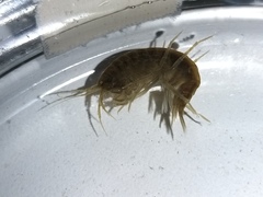 Gammarus lacustris
