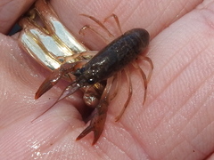 Faxonius leptogonopodus