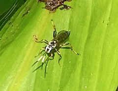 Polycyrtus neglectus