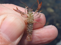 Faxonius leptogonopodus