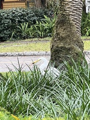 Ardea alba
