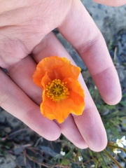 Papaver schamurinii