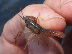 Faxonius leptogonopodus