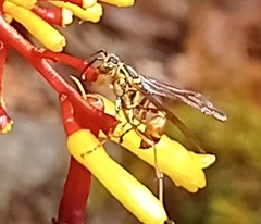 Mischocyttarus angulatus
