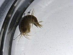 Gammarus lacustris