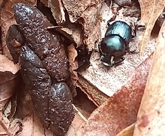 Onthophagus tapirus