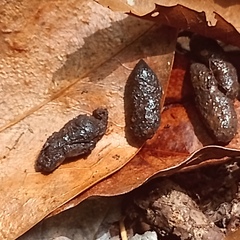 Onthophagus tapirus