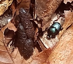 Onthophagus tapirus