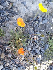 Papaver schamurinii